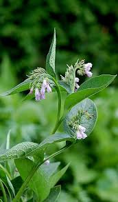 Attēlu rezultāti vaicājumam “Symphytum officinale flower”