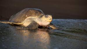 Image result for Lepidochelys olivacea
