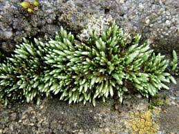 Attēlu rezultāti vaicājumam “Bryum neodamense macro”
