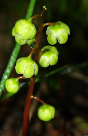 Attēlu rezultāti vaicājumam “Pyrola rotundifolia flower”