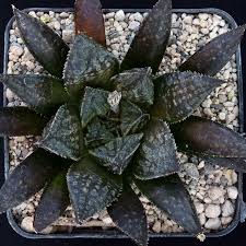 Image result for Haworthia mix