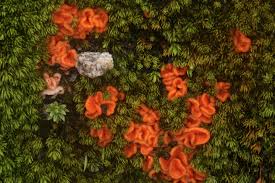 Attēlu rezultāti vaicājumam “Octospora humosa”