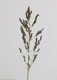 Attēlu rezultāti vaicājumam “Puccinellia distans”