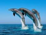 Delfines