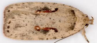 Attēlu rezultāti vaicājumam “Agonopterix ciliella imago”