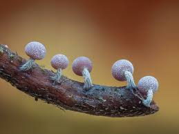 Attēlu rezultāti vaicājumam “Physarum leucophaeum stalked”