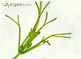 Attēlu rezultāti vaicājumam “Nitella flexilis”