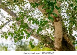 Attēlu rezultāti vaicājumam “Populus x canescens”