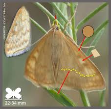 Attēlu rezultāti vaicājumam “Sitochroa verticalis”