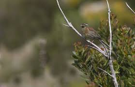 Image result for Emberiza cirlus