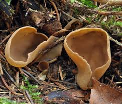 Attēlu rezultāti vaicājumam “Otidea leporina”