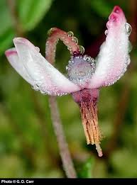 Attēlu rezultāti vaicājumam “Oxycoccus microcarpus”