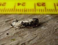 Attēlu rezultāti vaicājumam “Hedya salicella”