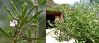 Image result for Satureja hortensis