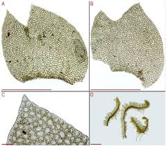 Attēlu rezultāti vaicājumam “Lophozia ascendens”