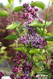 Attēlu rezultāti vaicājumam “Syringa vulgaris”