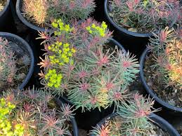 Attēlu rezultāti vaicājumam “Euphorbia cyparissias”