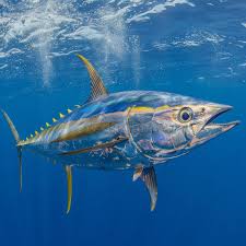 Image result for Thunnus albacares