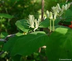 Attēlu rezultāti vaicājumam “Lonicera xylosteum flower”