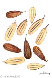 Attēlu rezultāti vaicājumam “Oenanthe aquatica fruit”