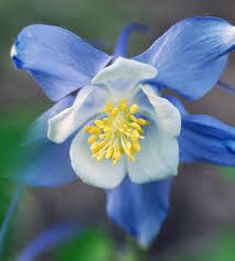 Image result for Aquilegia caerulea