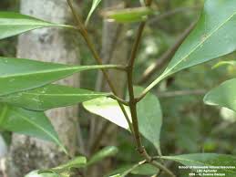 Attēlu rezultāti vaicājumam “Cnidium dubium leaf”