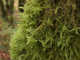 Attēlu rezultāti vaicājumam “Neckera”