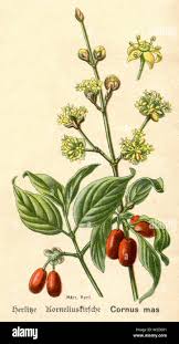 Attēlu rezultāti vaicājumam “Cornus mas”