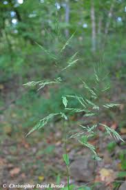 Attēlu rezultāti vaicājumam “Cinna latifolia fruit”
