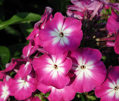 Image result for Phlox (großblumig)