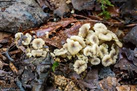 Attēlu rezultāti vaicājumam “Pseudocraterellus”