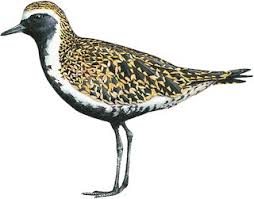 Attēlu rezultāti vaicājumam “Pluvialis apricaria adult”