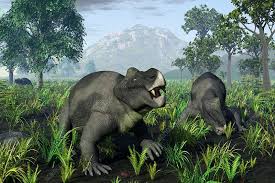 Attēlu rezultāti vaicājumam “Diderma roanense”