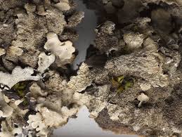 Attēlu rezultāti vaicājumam “Parmelia serrana”