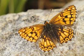 Attēlu rezultāti vaicājumam “Hamearis lucina underside”