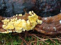 Attēlu rezultāti vaicājumam “Hypocrea pulvinata”