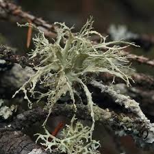 Attēlu rezultāti vaicājumam “Ramalina farinacea”