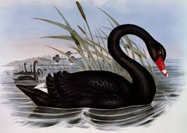 Attēlu rezultāti vaicājumam “Cygnus atratus”