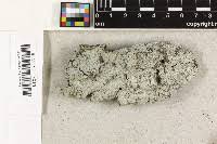 Attēlu rezultāti vaicājumam “Lepraria incana”