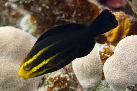 Image result for Chlorurus gibbus