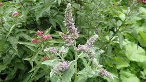 Attēlu rezultāti vaicājumam “Mentha longifolia”