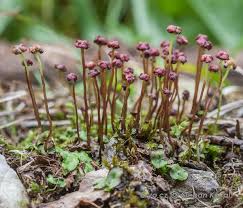 Attēlu rezultāti vaicājumam “Preissia quadrata”