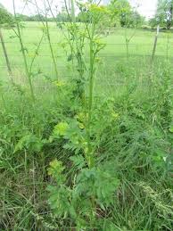 Attēlu rezultāti vaicājumam “Pastinaca sativa subsp. sylvestris leaf”