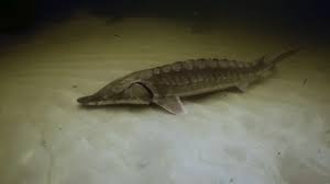 Image result for Acipenser desotoi