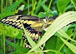 Attēlu rezultāti vaicājumam “Papilionidae”