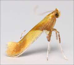 Attēlu rezultāti vaicājumam “Caloptilia alchimiella”