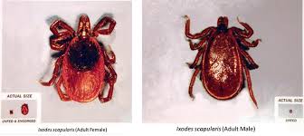 Attēlu rezultāti vaicājumam “Ixodes male”