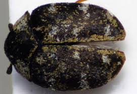 Attēlu rezultāti vaicājumam “Anthrenus sp.”