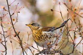 Attēlu rezultāti vaicājumam “Turdus pilaris”