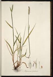 Attēlu rezultāti vaicājumam “Alopecurus pratensis”